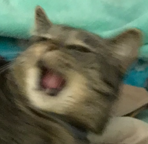 szarawy kot z rozmazaną twarzą