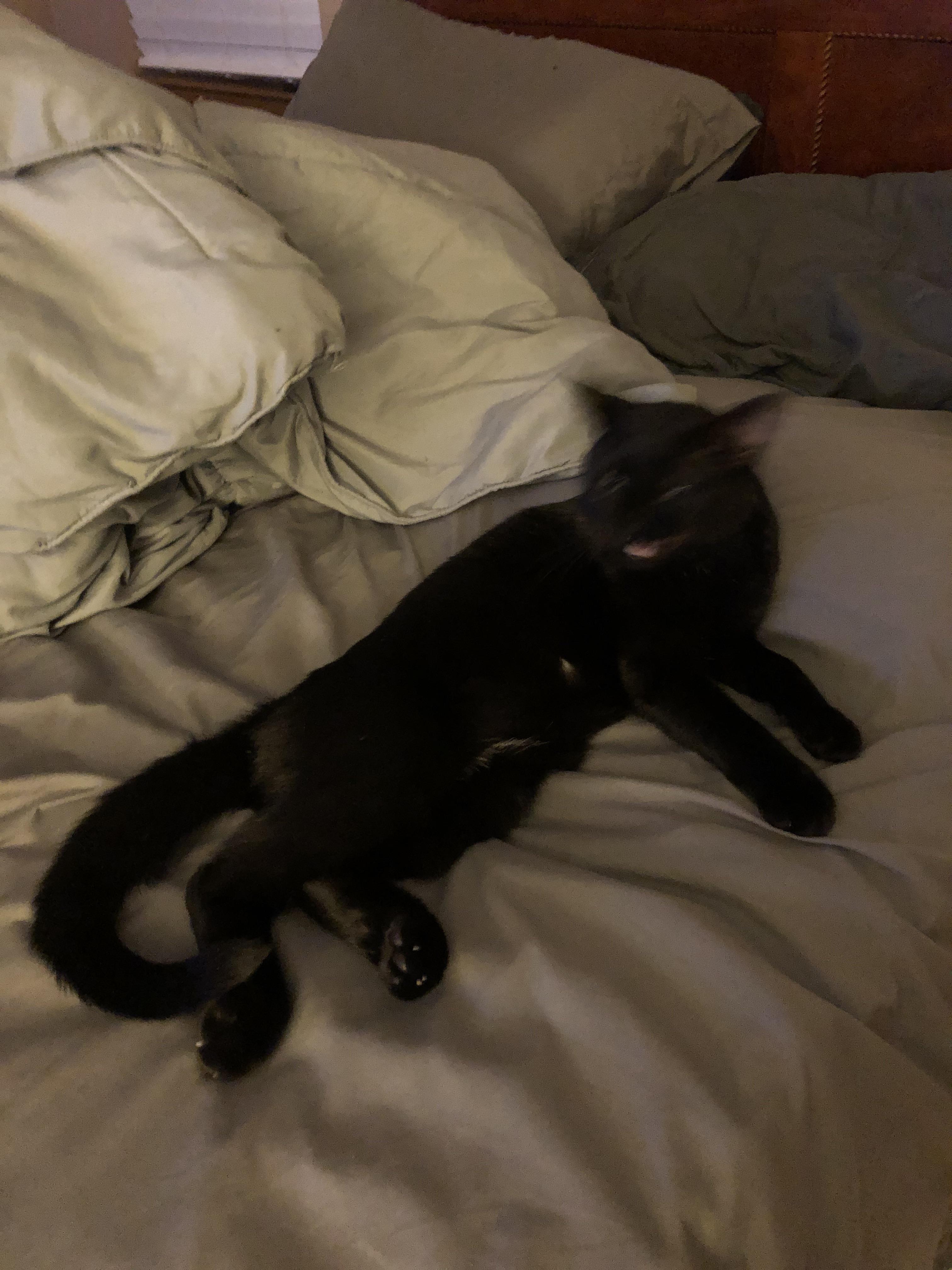 czarny kot leżący na łóżku z niewyraźną twarzą