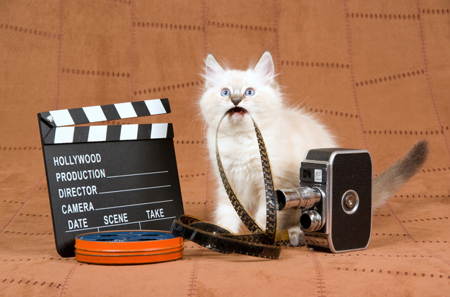 biały kot, kamera oraz to coś czym się robi cięcia