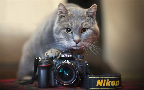 szary kot z aparatem Nikon