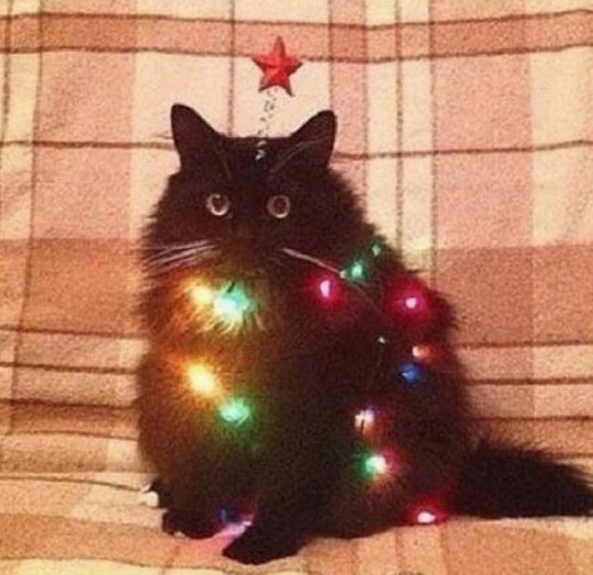 czarny kot owinięty lampkami świątecznymi z gwiazdką na głowie