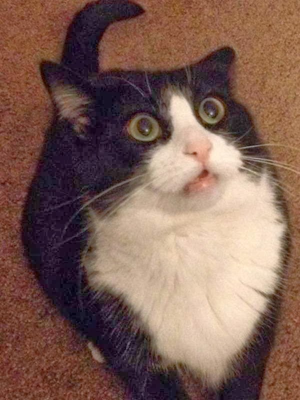 zadziwiony kot czarnego koloru z białym pyskiem, nosem i przodem tułowia
