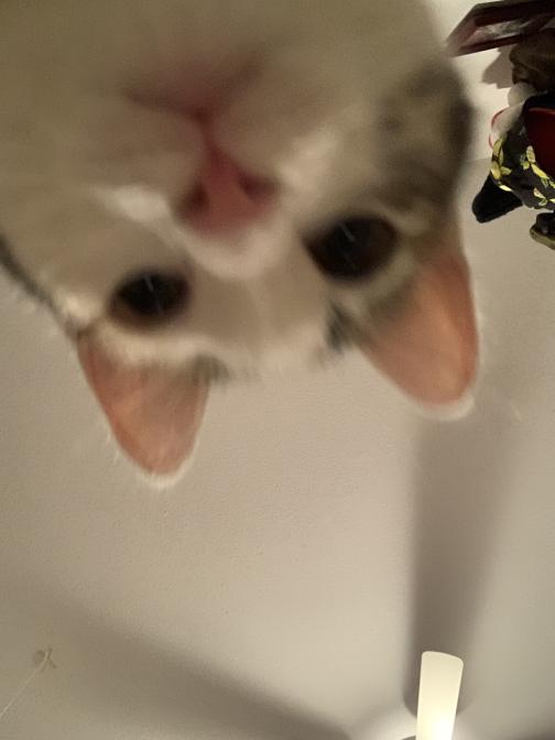 szary kot z białą twarzą spoglądający na kamerę z góry